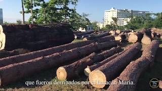 Inician esfuerzos de reforestación en Puerto Rico