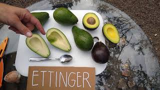 Ettinger avocado: a profile