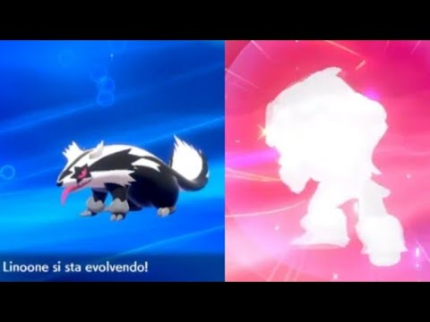 Linoone Galar si evolve in Obstagoon - Pokémon Spada e Scudo