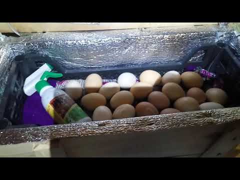 апрель-май 2020 Вывод цыплят.