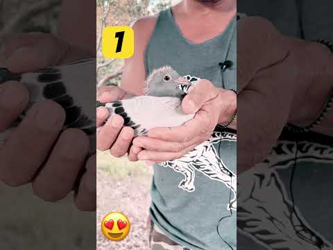 Que bonitos son😍 # Short