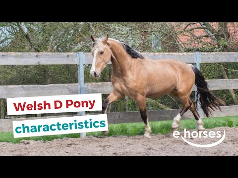 , title : 'Welsh D Pony | characteristics, origin & disciplines'