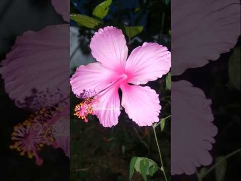 Finding Her- Sambhal Ke Rakha Wo Phool Mera Tu  #kushagra #flowers #nature #shorts