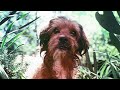 Benji 1974 ORIGINAL TRAILER HQ