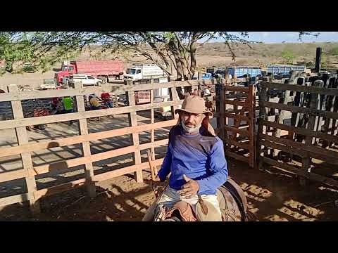 Gado saindo de Tabira pra  cidade de triunfo no Pernambuco 