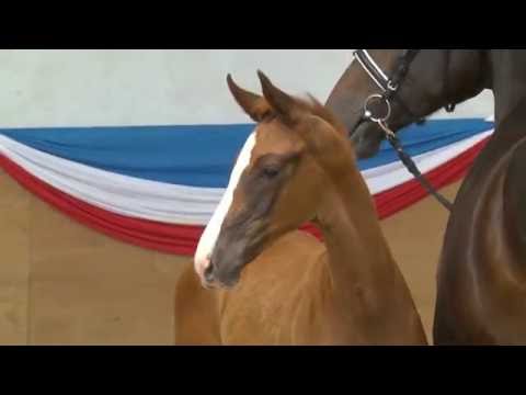 Holsteiner Fohlenauktion 2016 in Elmshorn - Nr. 37 v. Kannan - Contender