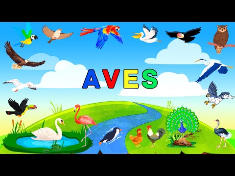 LAS AVES PARA NIÑOS CON SONIDOS | VIDEOS EDUCATIVOS PARA NIÑOS | Aves que no conocías | MiauKids