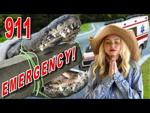 Notruf 911! Wir mussten schnell handeln, um das Leben dieses Alligators zu retten!