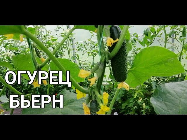 ????????ОГУРЕЦ БЬЕРН В ТЕПЛИЦЕ. СОВЕТУЮ