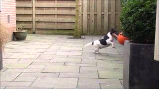 preview picture of video 'Dog BOY plays soccer with basketball ball'