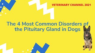 Veterinary Endocrinology: The 4 Most Common Disorders Of The Pituitary Gland In Dogs