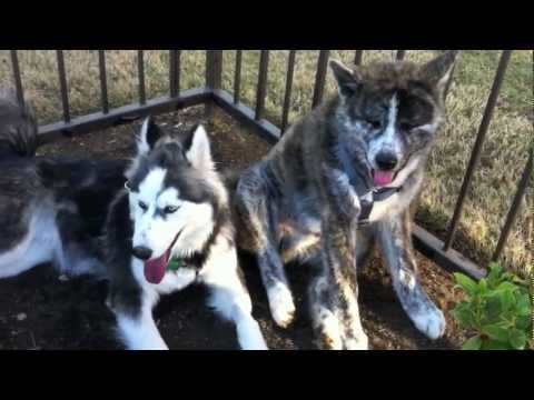 Toki VS Atlas (toki gets owned)