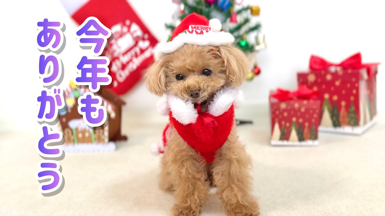 クリスマスプレゼントに大興奮のトイプードルがかわいい♪【トイプードルのコロン】