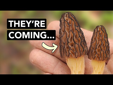 Preseason Morel Mushroom Hunting Tips