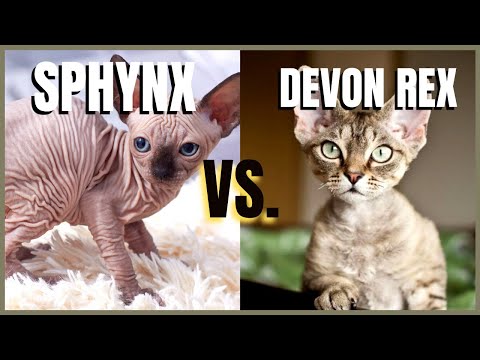 Sphynx Cat VS. Devon Rex Cat