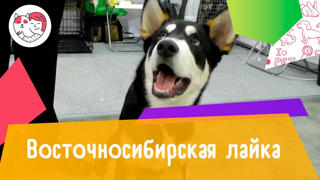 Восточносибирская лайка. Особенности. Уход.