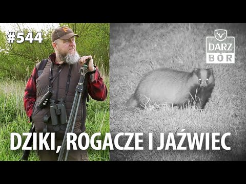 Darz Bór odc 544 . Dziki, Rogacze i Jaźwiec . Ranek Panek? Co słychać nocą w łowisku.