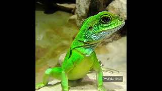 Green Lizard #lizards #lizardlove #greenlizard #chipkali #reptiles #chameleone #lizardlife