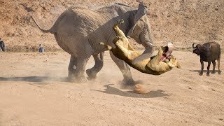 Lion vs Elephant Real Fight | Elephant Rescued Buffalo From Lion Attack