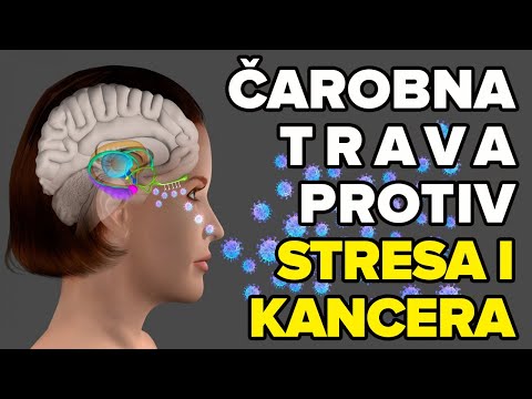 CARSKA BILJKA PROTIV STRESA I RAKA! Dr Mihajlović