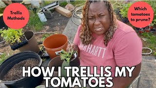 Pruning & Trellising Tomatoes- How and Why