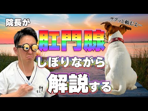 犬の肛門腺 - 知っておくべきことすべて