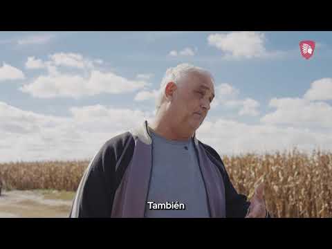El Lote Responde #6: IS 2773 TRECEPTA: sanidad y estabilidad para ir por más en Río Primero 🌽