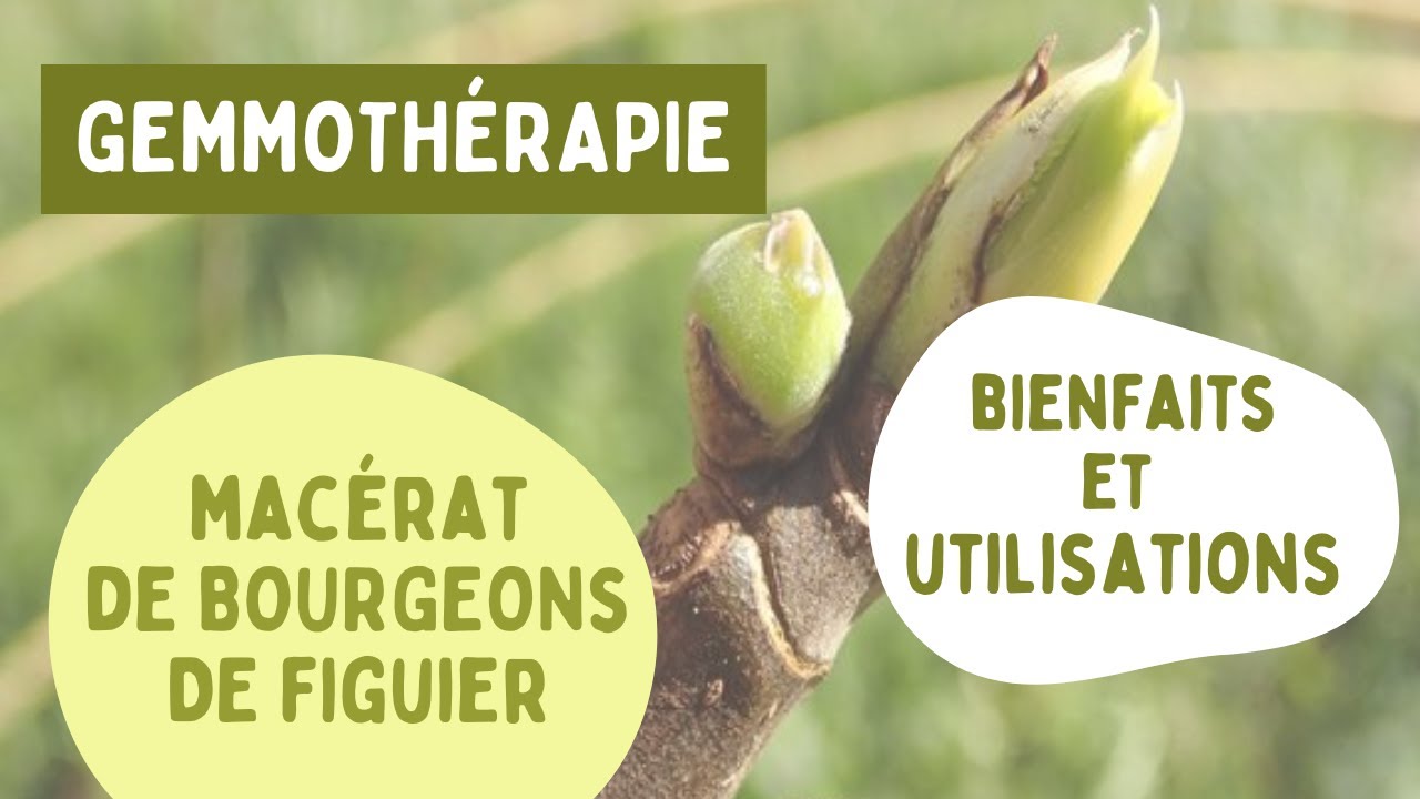 GEMMOTHÉRAPIE : LE MACÉRAT DE BOURGEONS DE FIGUIER / BIENFAITS ET UTILISATIONS 🌱