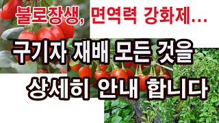 구기자 재배의 모든 것 상세히 안내합니다.-불로장생, 면역력 강화, 피부노화개선제인  구기자 품종, 구기자 …