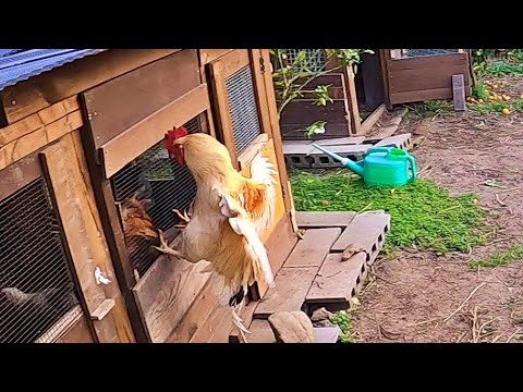 犬が鶏を攻撃するのを止めるにはどうすればよいですか？一緒に暮らすための重要なヒント  庭園