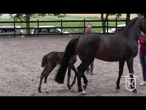 HEI297 Hengstfohlen von Casall - Lasino - Cassini I