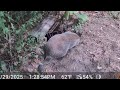 Woodchuck Gets Captured In Body Grip Trap #Trapping #nuisance #groundhog #gardeneaters, ￼￼￼