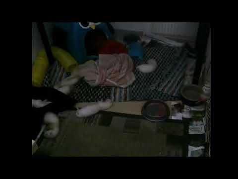 Bonsai Ahma Live-stream 2019