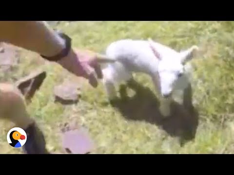 Lost Baby Lamb Carried Back To His Family by Runner | The Dodo