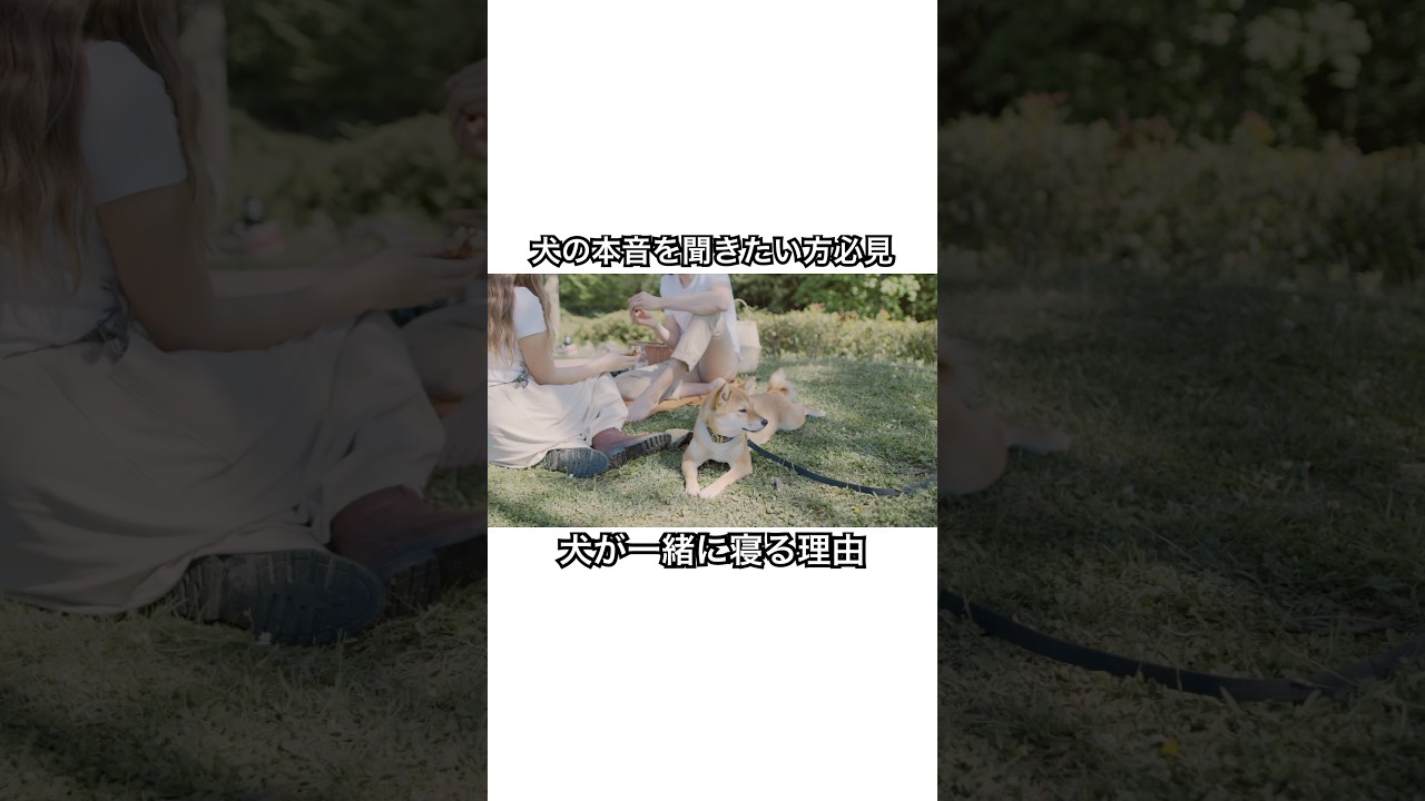 それ、甘えじゃありません。犬が一緒に寝る理由