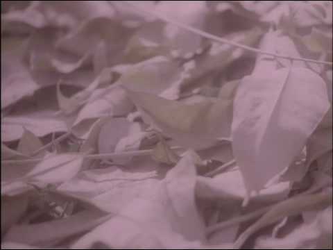 流星群 鬼束ちひろ Last Fm 流星群 鬼束ちひろ Last Fm