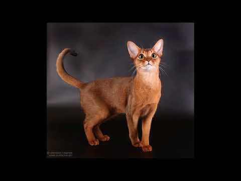 how to train an abyssinian cat