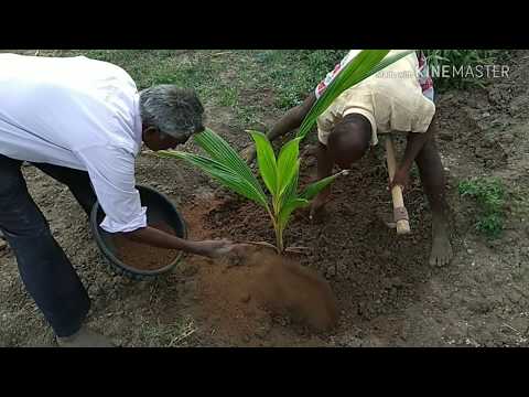 , title : 'Organic fertilizer for Coconut Farming / How to fertilize Coconut palm tree / Coconut Cultivation'