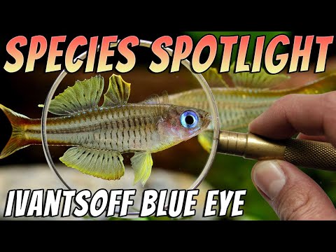 Ivantsoff's Blue Eye Rainbowfish (Pseudomugil ivantsoffi) - Rare Rainbowfish Profile & Care Guide