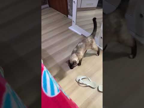 Funny Gata Capoeira