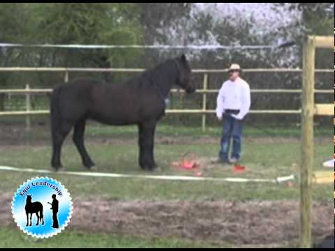 comment gagner la confiance d'un cheval