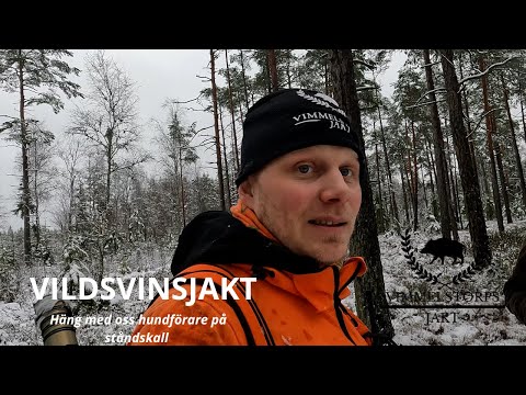 Vildsvinsjakt med oss hundförare ! #jakt #hunt