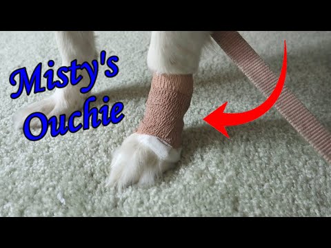 Bandaging My Dog's Leg | Lick Wound?