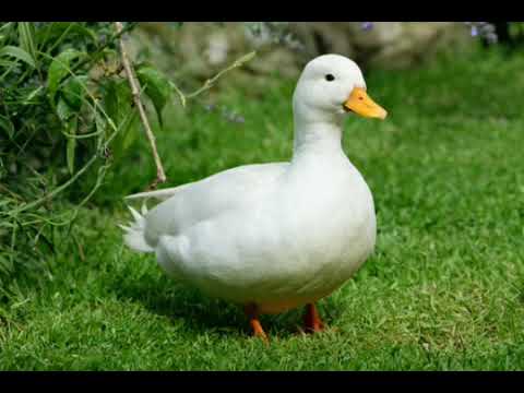 Sonido de Pato - Sonidos