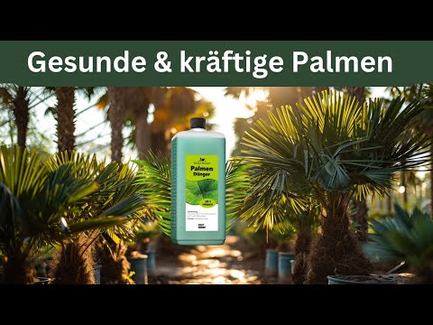 Palmendünger für gesunde und kräftige Palmen im Garten und im Kübel