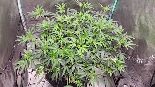 GUSH MINTS - FLOWER DAY 4