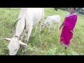 Milk Making Try