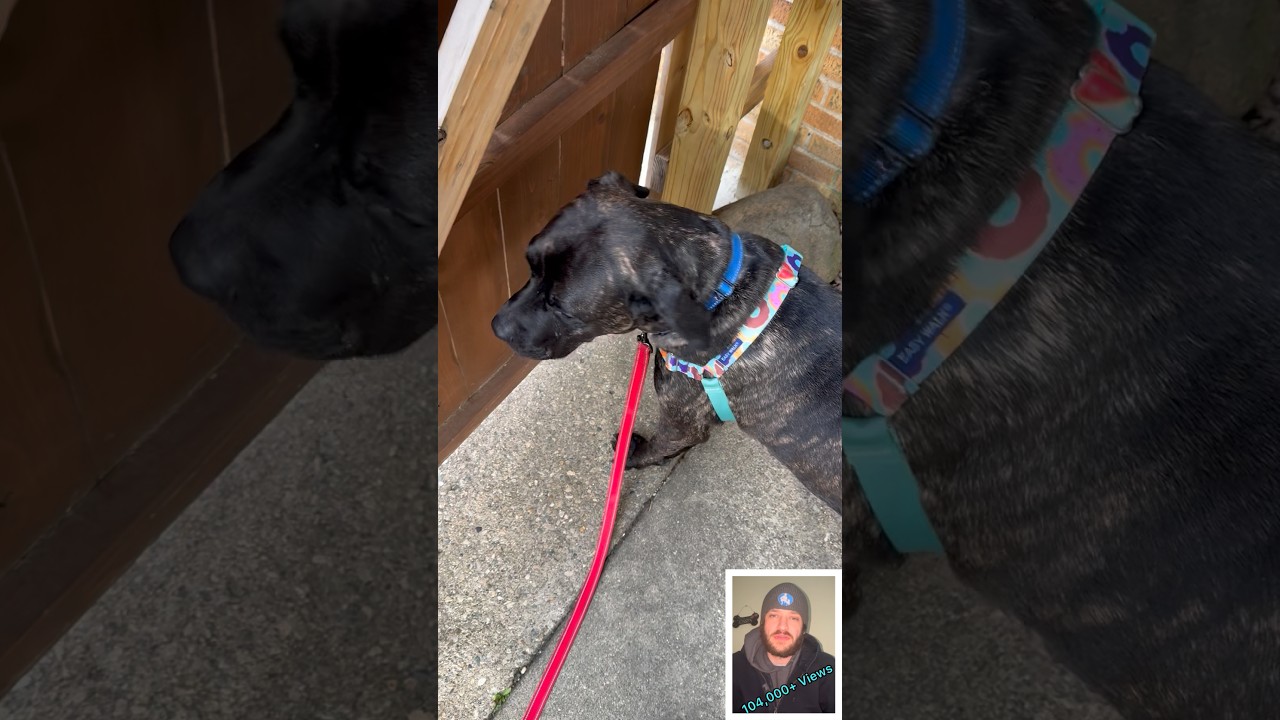 Frankie, an adopted mixed breed in Roachdale, IN video 6/6