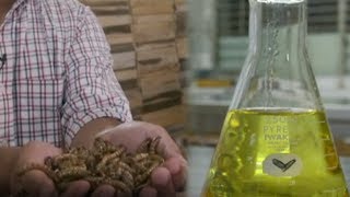 Ulat Jadi Bahan Baku Minyak Goreng, Penemu Beberkan Proses Pembuatan hingga Harapan Selamatkan Hutan