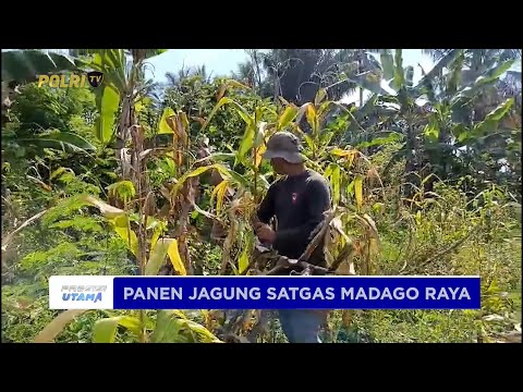 SATGAS MADAGO RAYA PANEN JAGUNG DI POSO DUKUNG PROGRAM KETAHANAN PANGAN NASIONAL